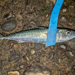 久しぶりのアジ